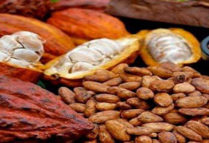 Investor Jepang akan Bangun Pabrik Kakao di Gorontalo